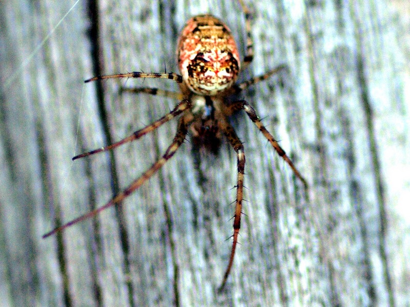 Metellina sp. (Tetragnathidae)